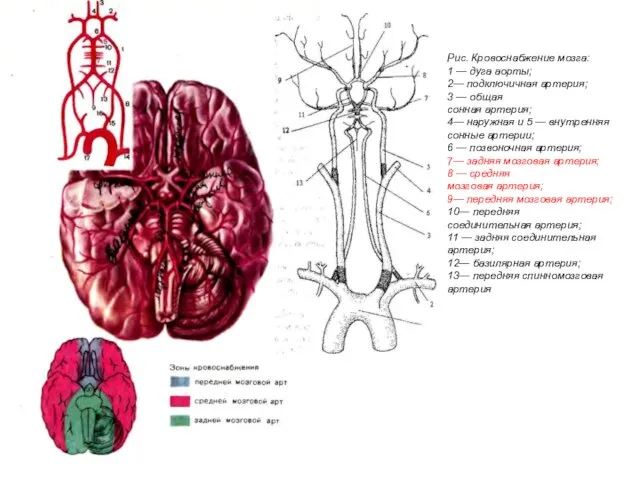 Рис. Кровоснабжение мозга: 1 — дуга аорты; 2— подключичная артерия; 3 —