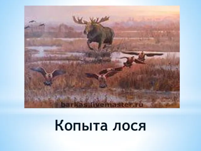 Копыта лося