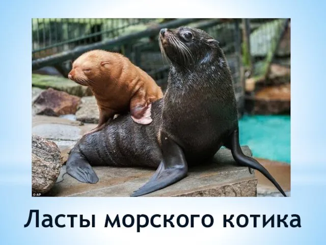 Ласты морского котика