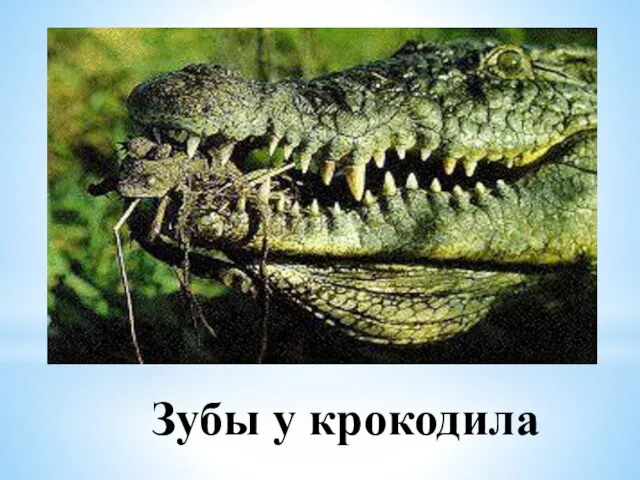 Зубы у крокодила