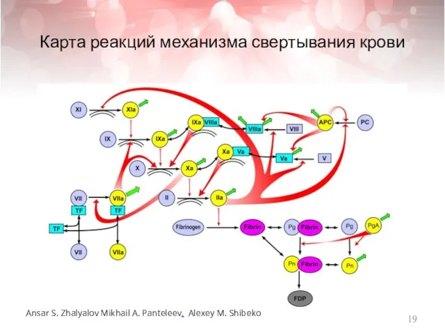 Карта реакций механизма свертывания крови Ansar S. Zhalyalov Mikhail A. Panteleev. Alexey M. Shibeko