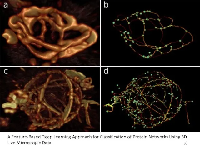 A Feature-Based Deep Learning Approach for Classification of Protein Networks Using 3D Live Microscopic Data