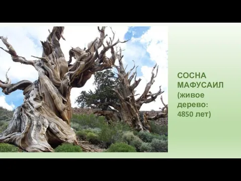 СОСНА МАФУСАИЛ (живое дерево: 4850 лет)
