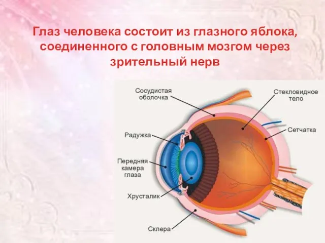Глаз человека состоит из глазного яблока, соединенного с головным мозгом через зрительный нерв