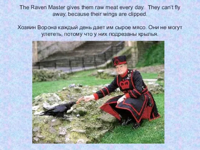 The Raven Master gives them raw meat every day. They can’t fly