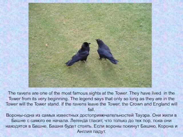 The ravens are one of the most famous sights at the Tower.
