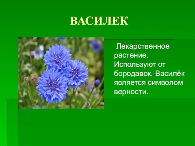 ВАСИЛЕК Лекарственное растение. Используют от бородавок. Василёк является символом верности.