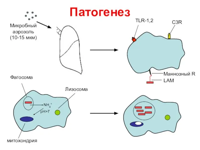 Патогенез Микробный аэрозоль (10-15 мкм) С3R TLR-1,2 Маннозный R LAM NH4+ рН>7 митохондрия Лизосома Фагосома