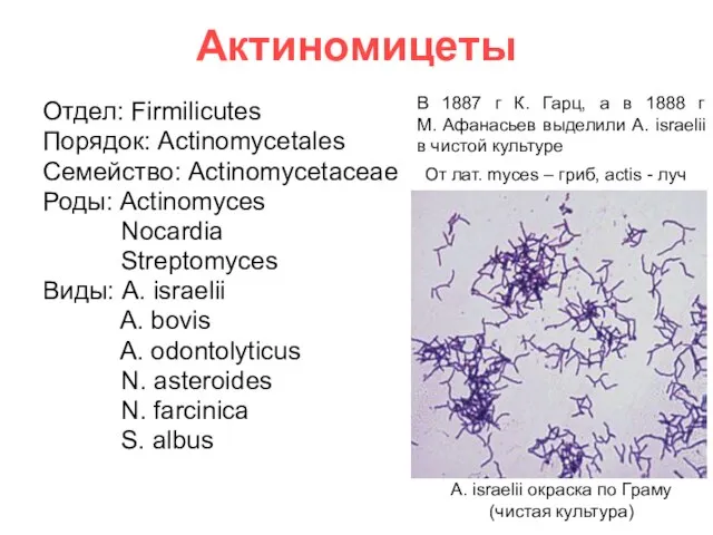 Актиномицеты Отдел: Firmilicutes Порядок: Actinomycetales Семейство: Actinomycetaceae Роды: Actinomyces Nocardia Streptomyces Виды: