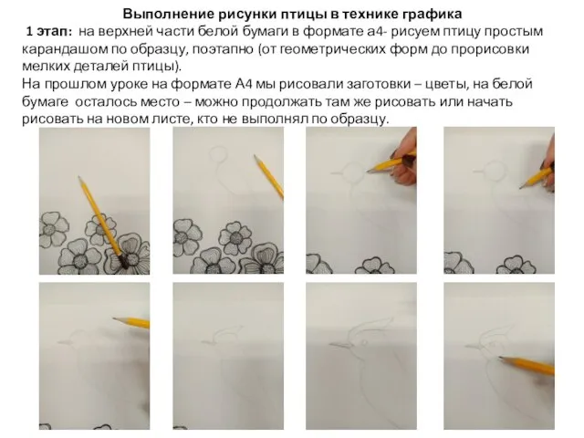 Выполнение рисунки птицы в технике графика 1 этап: на верхней части белой