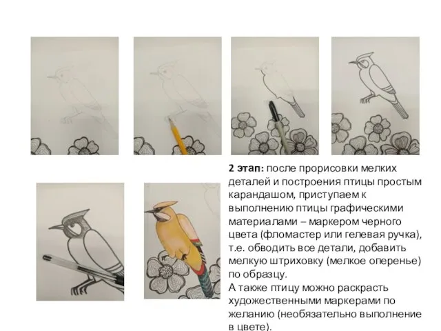 2 этап: после прорисовки мелких деталей и построения птицы простым карандашом, приступаем