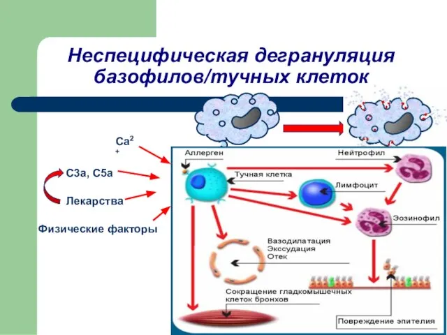 Неспецифическая дегрануляция базофилов/тучных клеток Ca2+ C3a, C5a Лекарства Физические факторы Дегрануляция