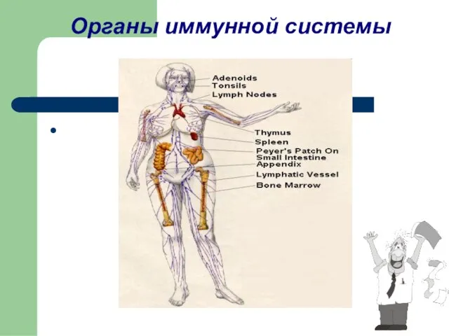 Органы иммунной системы