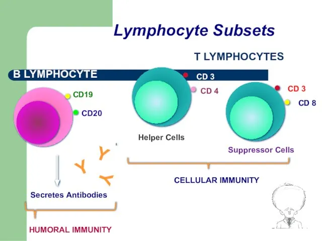 Lymphocyte Subsets B LYMPHOCYTE T LYMPHOCYTES