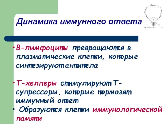 В-лимфоциты превращаются в плазматические клетки, которые синтезируют антитела Т-хелперы стимулируют Т-супрессоры, которые