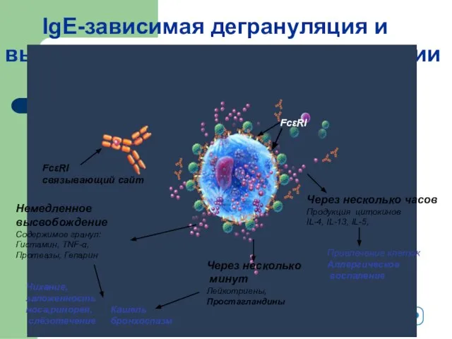 IgE-зависимая дегрануляция и высвобождение медиаторов аллергии Немедленное высвобождение Содержимое гранул: Гистамин, TNF-α,