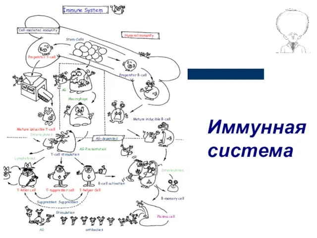 Immune System Cell-mediated immunity Humoral immunity Stem-Cells Progenitor B-cell Progenitor T-cell Mature