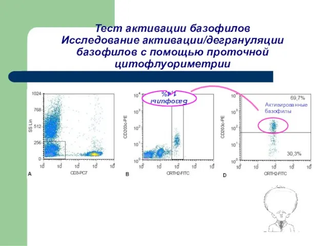 Тест активации базофилов Исследование активации/дегрануляции базофилов с помощью проточной цитофлуориметрии Базофилы 1,4% Активированные базофилы
