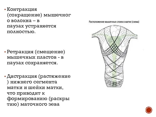 Контракция (сокращение) мышечного волокна – в паузах устраняется полностью. Ретракция (смещение) мышечных