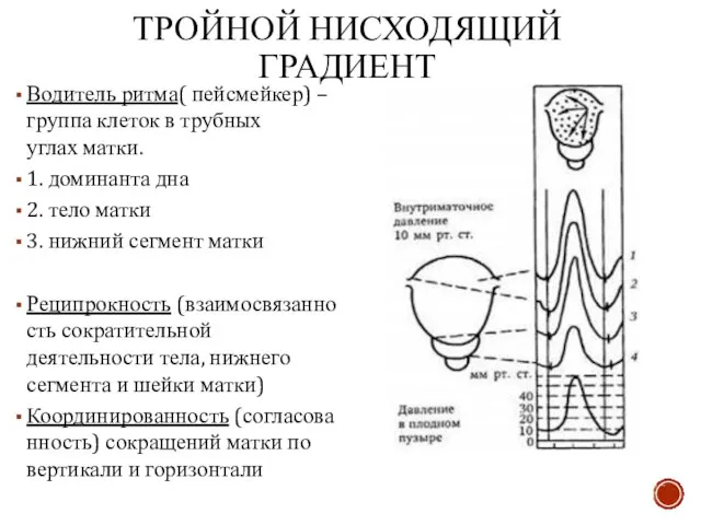 ТРОЙНОЙ НИСХОДЯЩИЙ ГРАДИЕНТ Водитель ритма( пейсмейкер) –группа клеток в трубных углах матки.