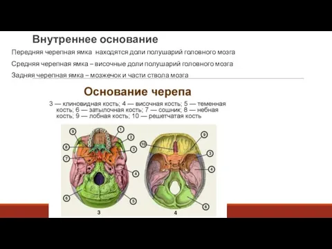 Внутреннее основание Передняя черепная ямка находятся доли полушарий головного мозга Средняя черепная