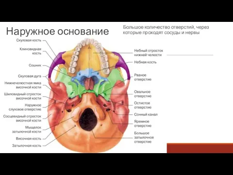 Наружное основание Большое количество отверстий, через которые проходят сосуды и нервы