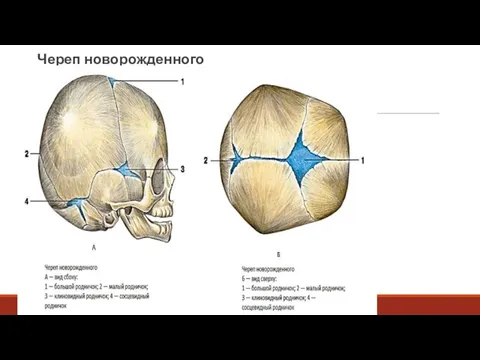 Череп новорожденного