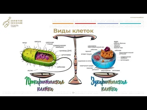 Виды клеток