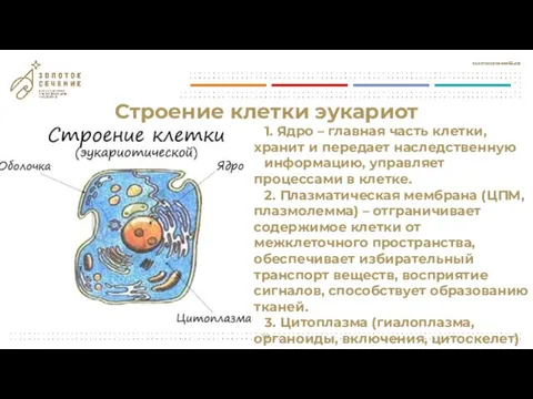 Строение клетки эукариот 1. Ядро – главная часть клетки, хранит и передает