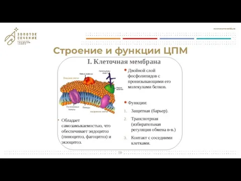 Строение и функции ЦПМ