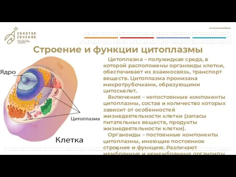 Строение и функции цитоплазмы Цитоплазма – полужидкая среда, в которой расположены органоиды