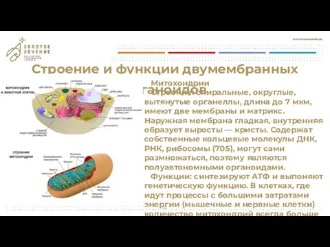 Строение и функции двумембранных органоидов Митохондрии Строение: спиральные, округлые, вытянутые органеллы, длина