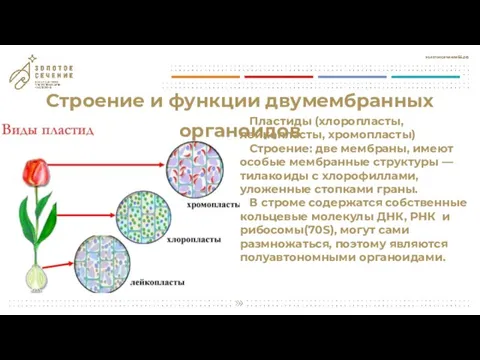 Строение и функции двумембранных органоидов Пластиды (хлоропласты, лейкопласты, хромопласты) Строение: две мембраны,