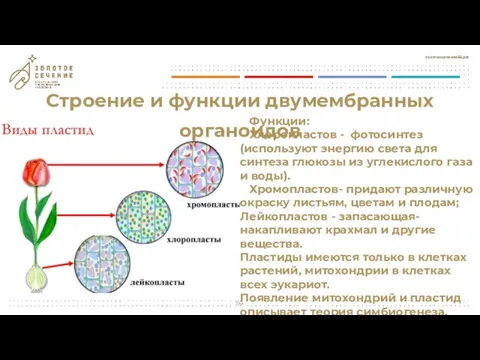 Строение и функции двумембранных органоидов Функции: Хлоропластов - фотосинтез (используют энергию света