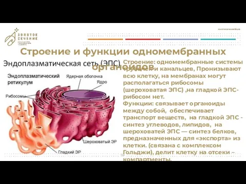 Строение и функции одномембранных органоидов Строение: одномембранные системы трубочек и канальцев, Пронизывают