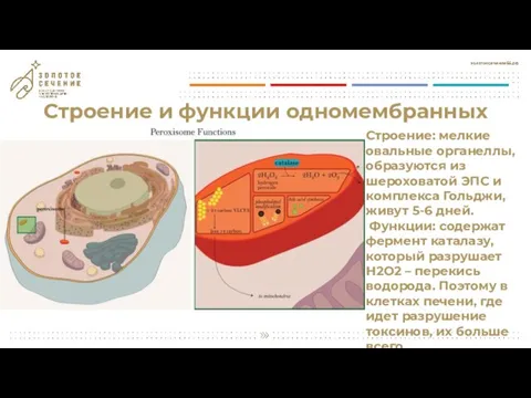 Строение и функции одномембранных органоидов Строение: мелкие овальные органеллы, образуются из шероховатой