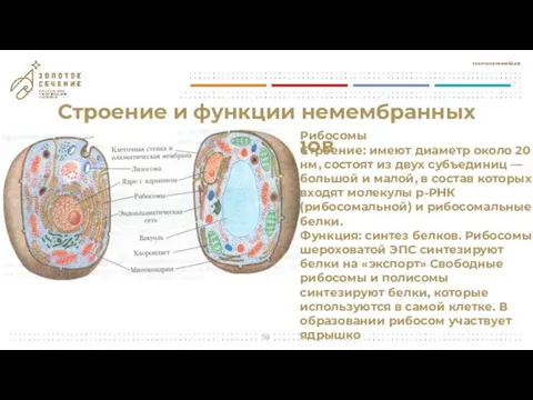 Строение и функции немембранных органоидов Рибосомы Строение: имеют диаметр около 20 нм,