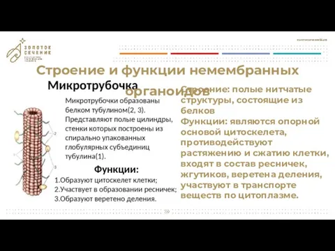 Строение и функции немембранных органоидов Строение: полые нитчатые структуры, состоящие из белков