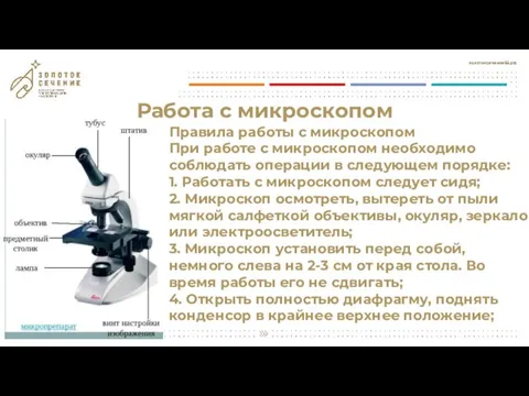 Работа с микроскопом Правила работы с микроскопом При работе с микроскопом необходимо
