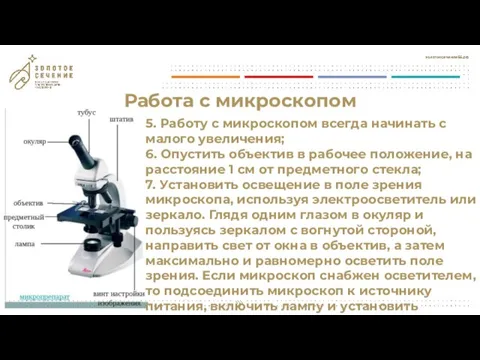 Работа с микроскопом 5. Работу с микроскопом всегда начинать с малого увеличения;