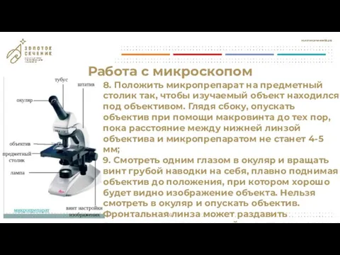 Работа с микроскопом 8. Положить микропрепарат на предметный столик так, чтобы изучаемый