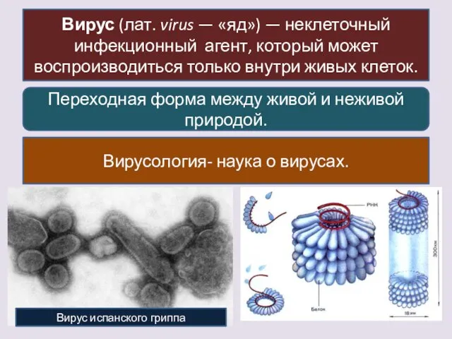 Вирус (лат. virus — «яд») — неклеточный инфекционный агент, который может воспроизводиться