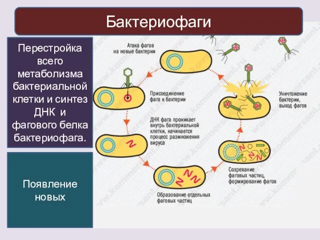 Перестройка всего метаболизма бактериальной клетки и синтез ДНК и фагового белка бактериофага. Бактериофаги Появление новых