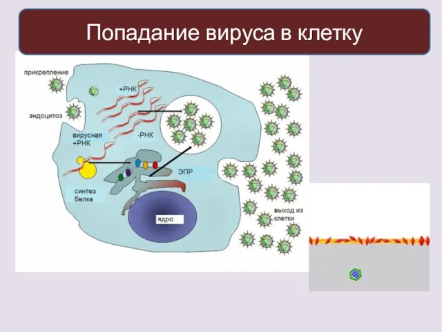 Попадание вируса в клетку