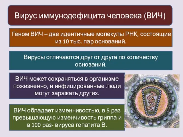 Вирус иммунодефицита человека (ВИЧ) Геном ВИЧ – две идентичные молекулы РНК, состоящие