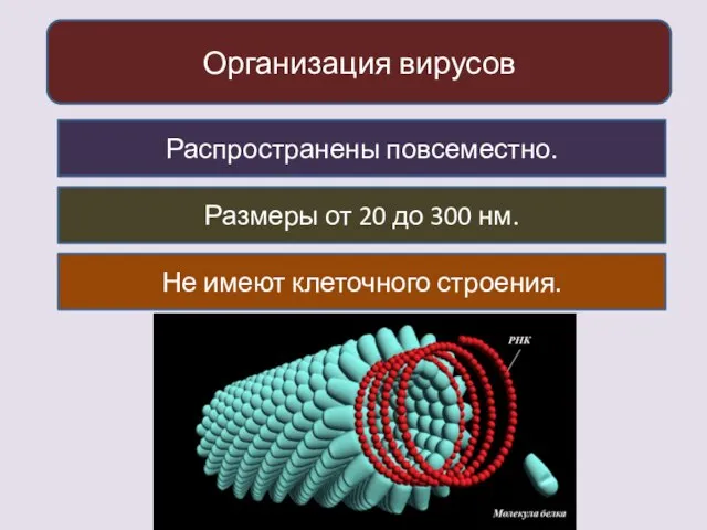 Организация вирусов Распространены повсеместно. Размеры от 20 до 300 нм. Не имеют клеточного строения.