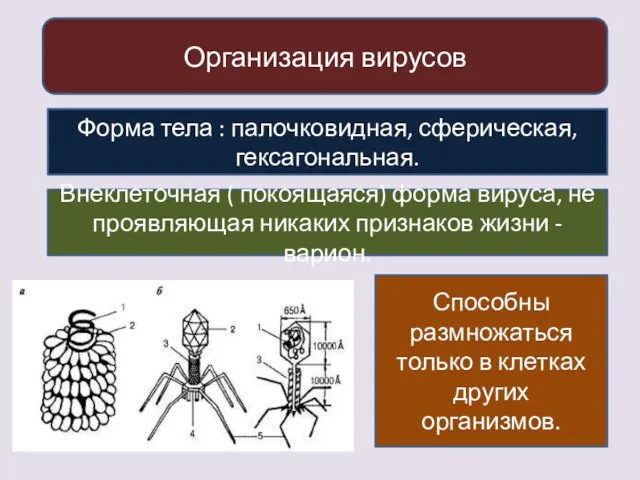 Организация вирусов Форма тела : палочковидная, сферическая, гексагональная. Внеклеточная ( покоящаяся) форма