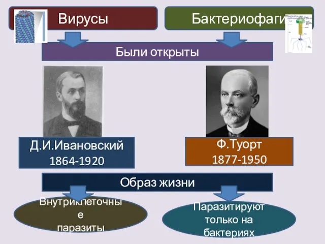 Вирусы Бактериофаги Были открыты Д.И.Ивановский 1864-1920 Ф.Туорт 1877-1950 Образ жизни Внутриклеточные паразиты Паразитируют только на бактериях