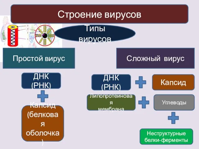 Строение вирусов Типы вирусов Простой вирус Сложный вирус ДНК(РНК) Капсид (белковая оболочка)