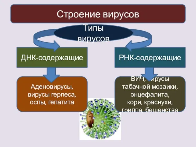 Строение вирусов ДНК-содержащие РНК-содержащие Аденовирусы, вирусы герпеса, оспы, гепатита ВИЧ, вирусы табачной